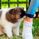 perrito mordisqueando el pantalón de su humana