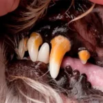 perro con las encías negras