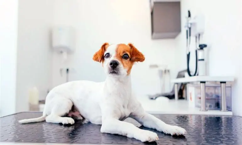 perro-en-la-consulta-del-veterinario