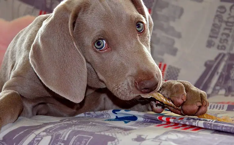 perro-entretenido-con-una-golosina-para-perros