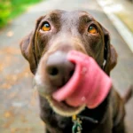 perro esperando comer levadura de cerveza