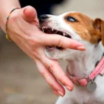cachorro de perro que muerde mano