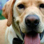 perro despues de sufrir fracutra