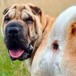 perro mostrando su culo