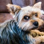 perro tras restregarse contra el sofá