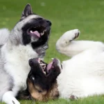 dos perros mordisqueandose sobre el cesped