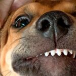 perro con Maloclusion