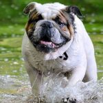 perro corriendo en un lago con cianobacterias