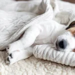 perro duermiendo y temblando