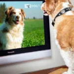 perro mirando la tv