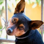 perro observando a su humano