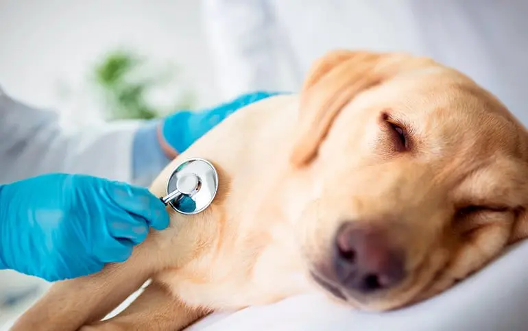 revisión-veterinaria-a-perro
