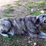 Dogo Sardo