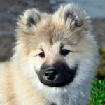 cachorro de Eurasier