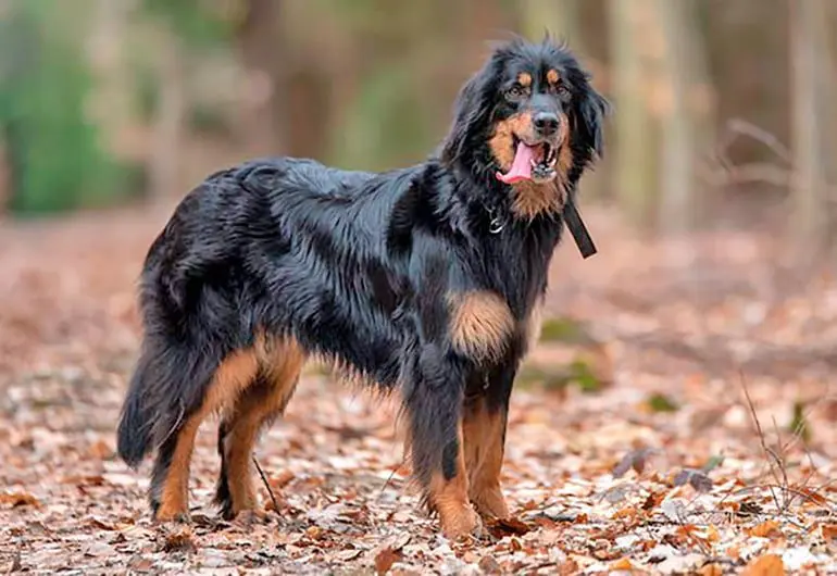perro-Hovawart