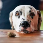 perro dalmata observando