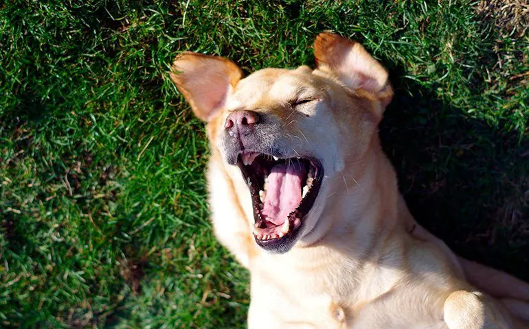 perro-disfrutando