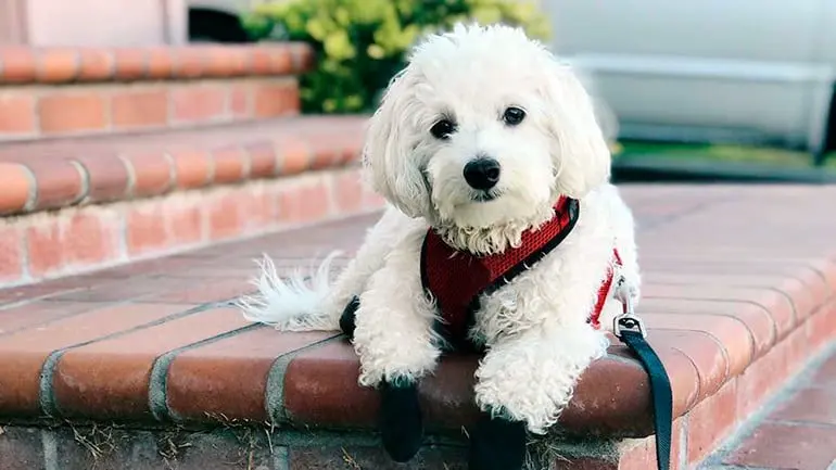 perro-maltipoo-tumbado
