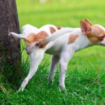perro con cristales urinarios