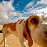 perro en el desierto
