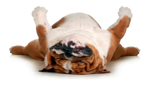 perro-patas-arriba