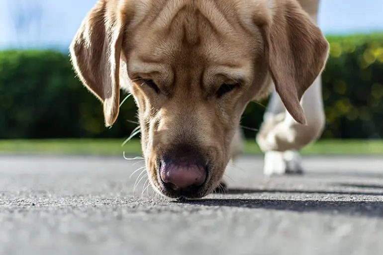 perro-rastreando