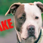 perro Pitbull 2