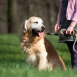 perro paseando por el campo