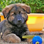 cachorro de raza grande