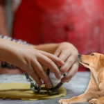como hacer galletas para perros