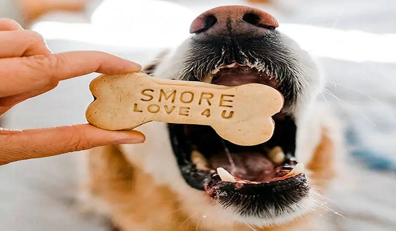 perro-comiendo-galleta