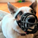 perro con bozal