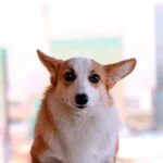 perro despues de hacer una trastada