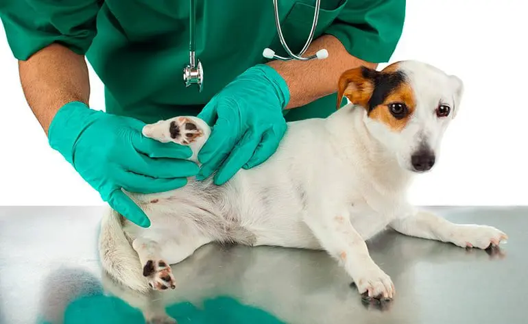 revisión-veterinaria-a-un-perro-con-picadura-de-araña