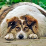 perro muy obeso