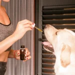 perro tomando vitaminas