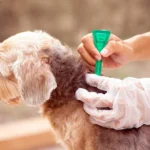 aplicando Permetrina a un perro