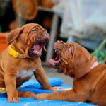 dos cachorros de dogo se grunen