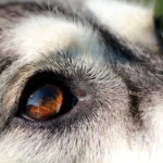 primer plano del ojoi de un perro