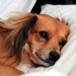 Perro enfermo tumbado en la cama