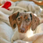 cachorro de perro solo en su cama