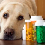 perro junto a bote de tranquilizantes