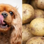 perro junto a patatas