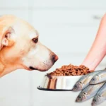 perro comiendo pienso de pescado