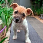 cachorro de perro