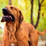 perro estornudando