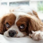 perro tumbado en la cama