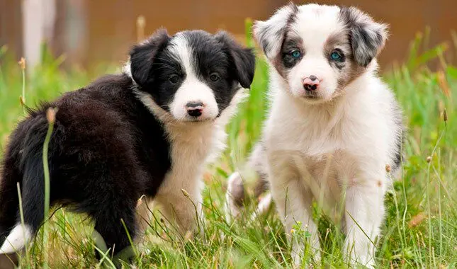 Dos cachorros de Border Collie