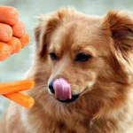 Perro comiendo salchichas