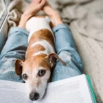 perro consuela a su humano